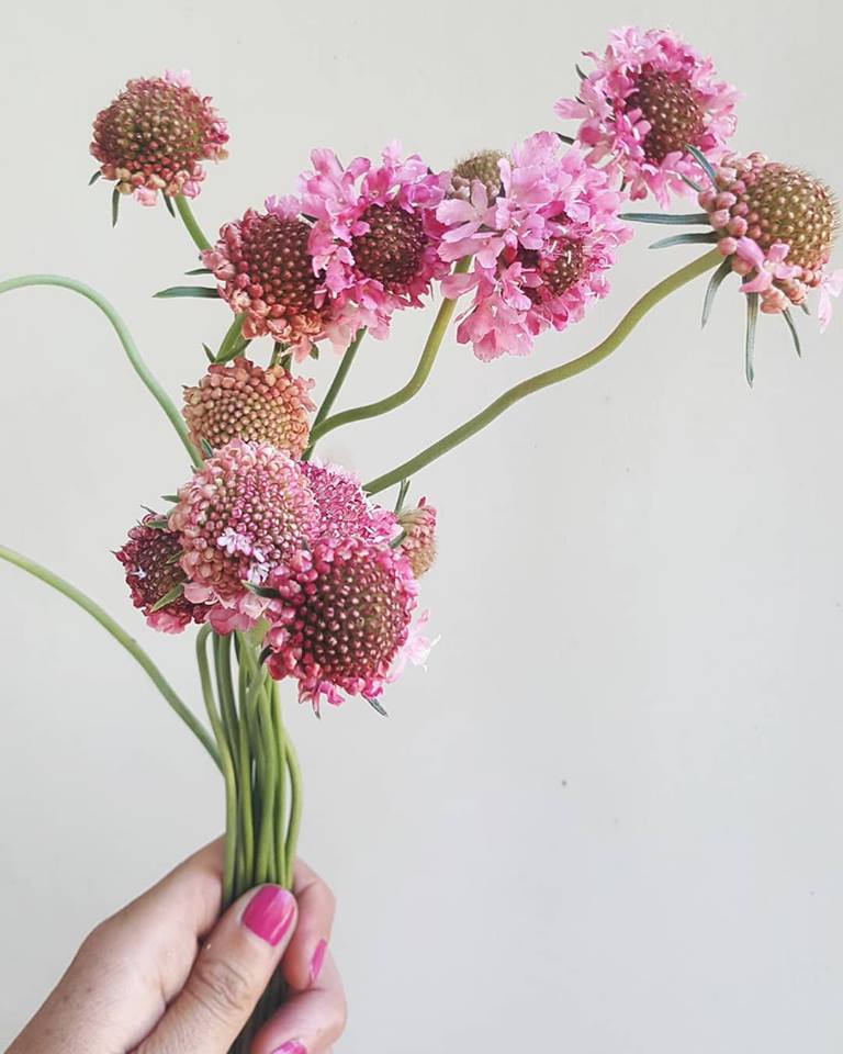 Hoa mới du nhập vào thị trường Việt Nam – Hình ảnh hoa đẹp 