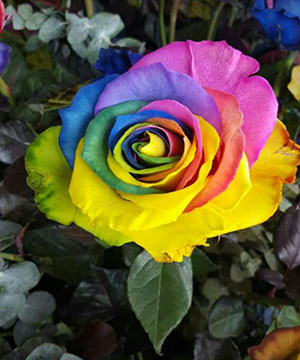 Hoa hồng Ecuador, Các loại hoa Hồng trên thị trường Việt Nam