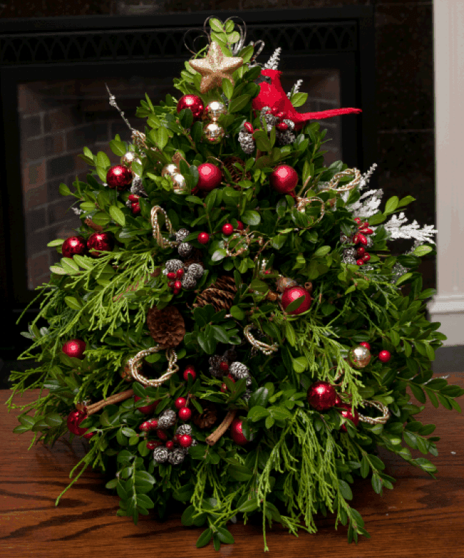 HOA TUOI NOEL – HOA GIÁNG SINH