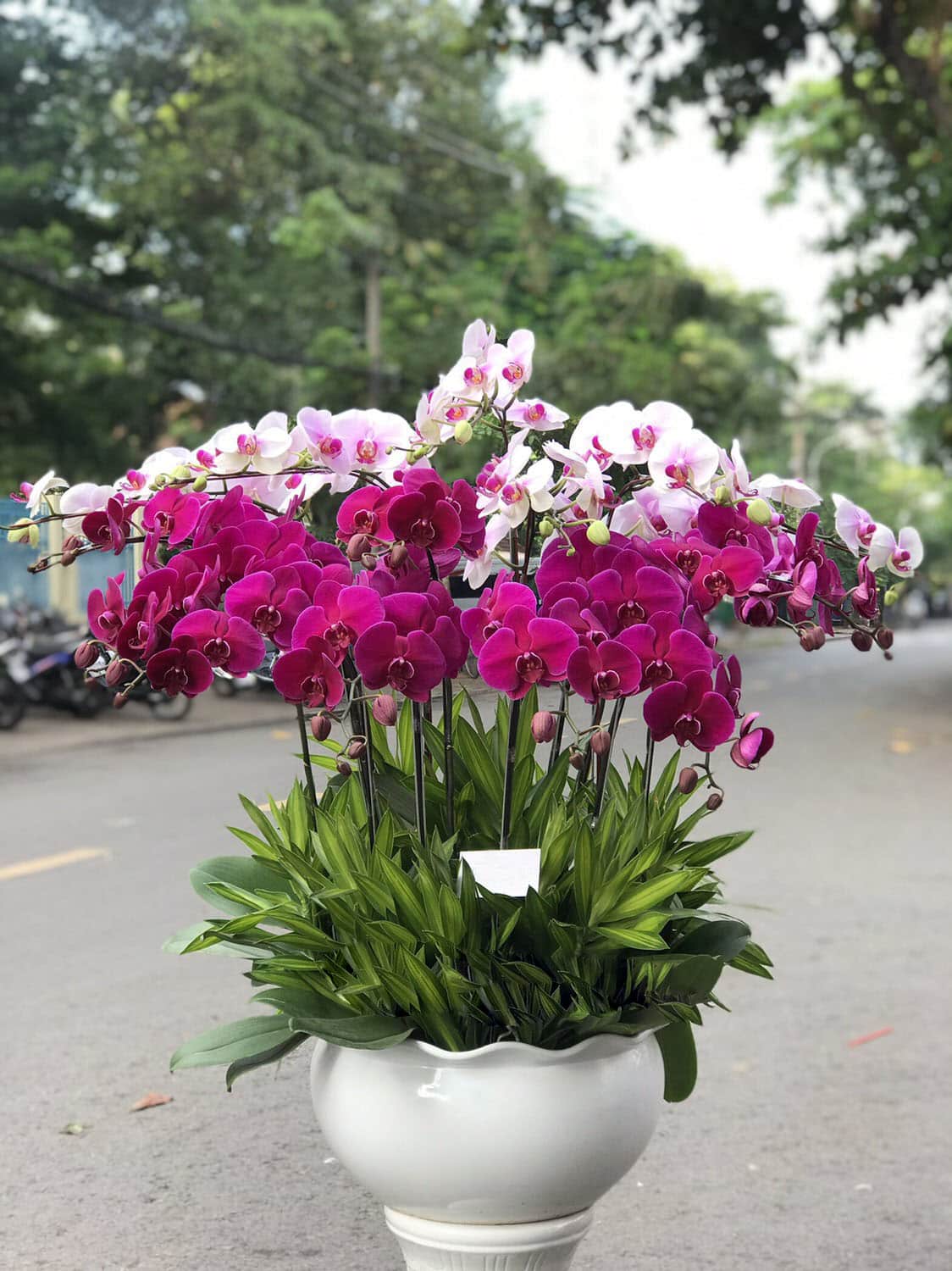 shop lan hồ điệp tphcm LHD21