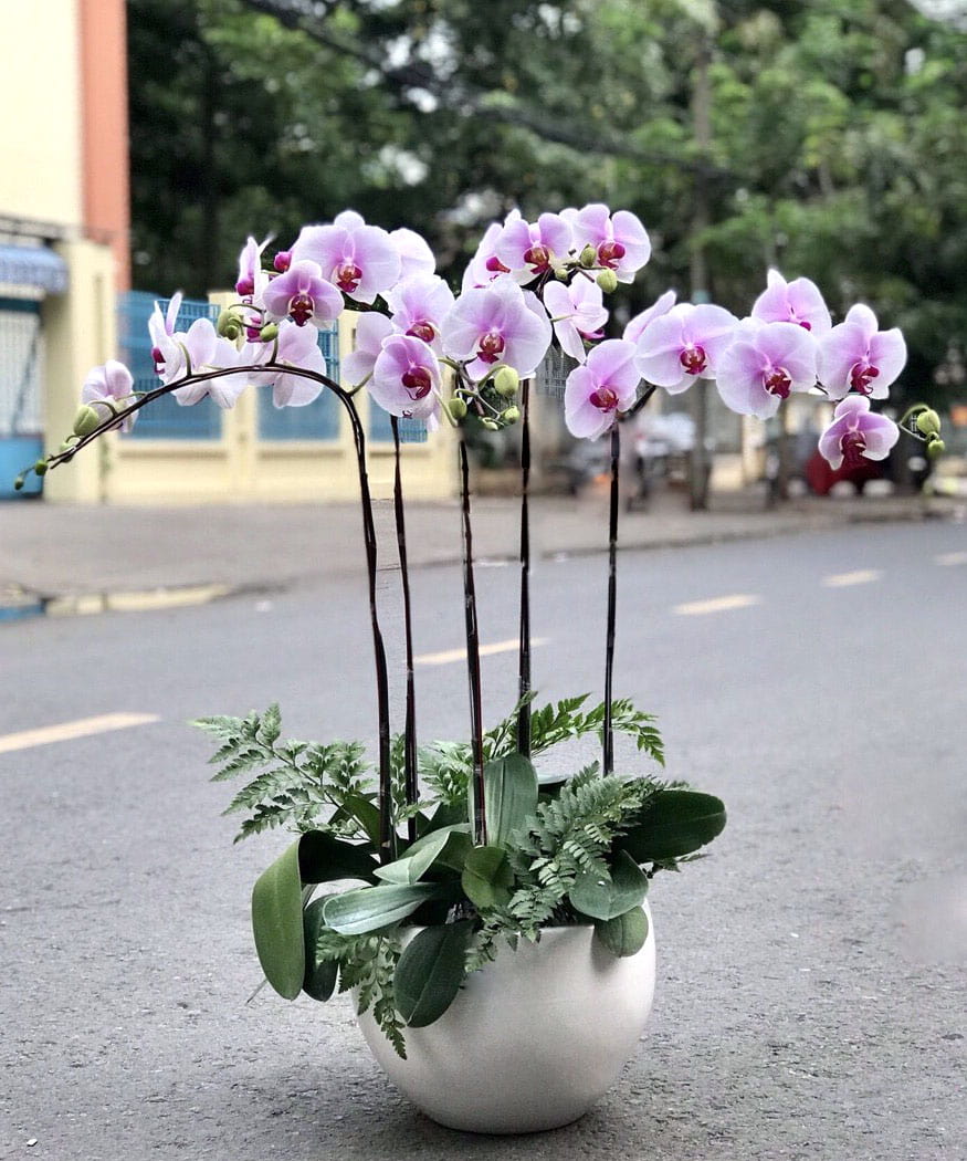 Chậu lan hồ điệp 5 cành LHD017