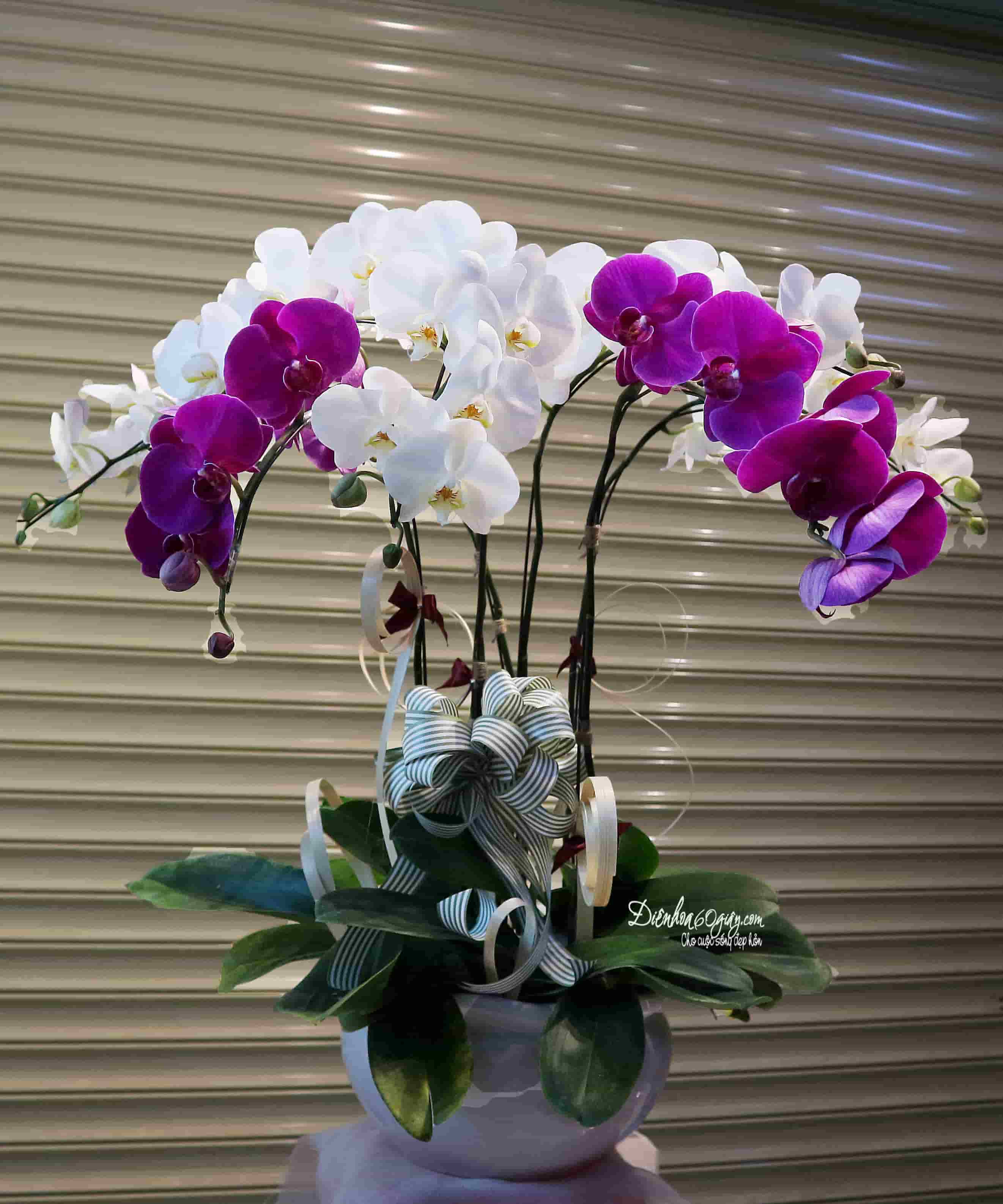 Lan hồ điệp 7 cành LHD15