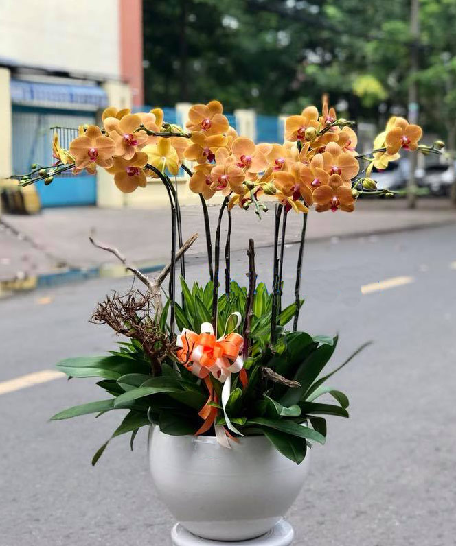 Lan hồ điệp cam-LHD29