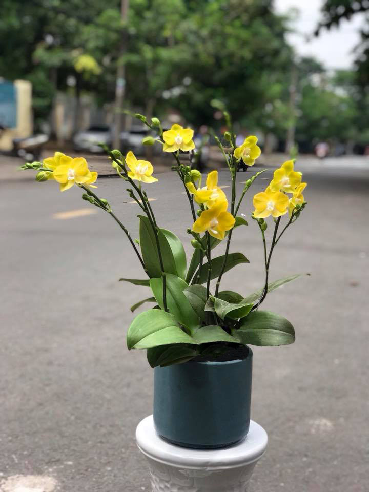 lan hồ điệp mini LHD26