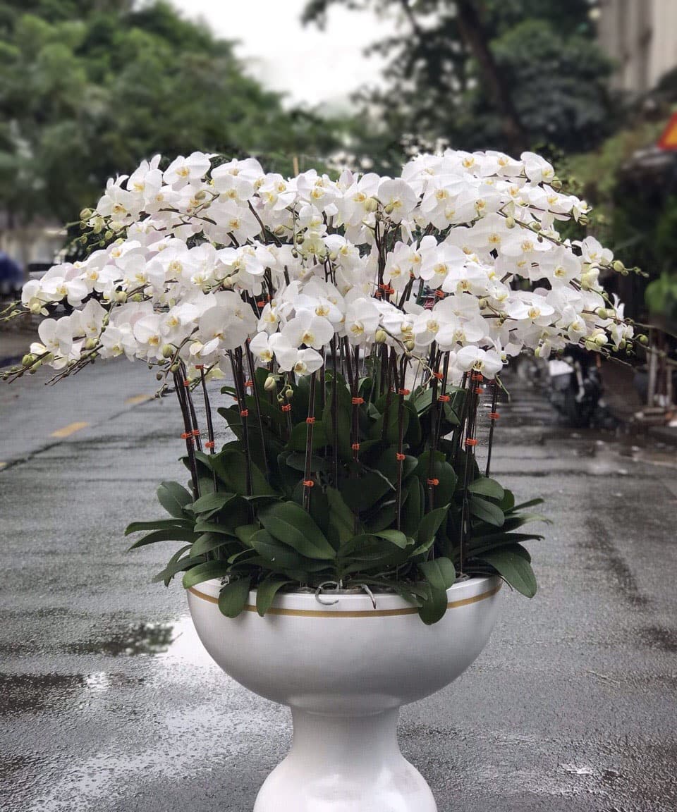 chậu lan hồ điệp lớn LHD20