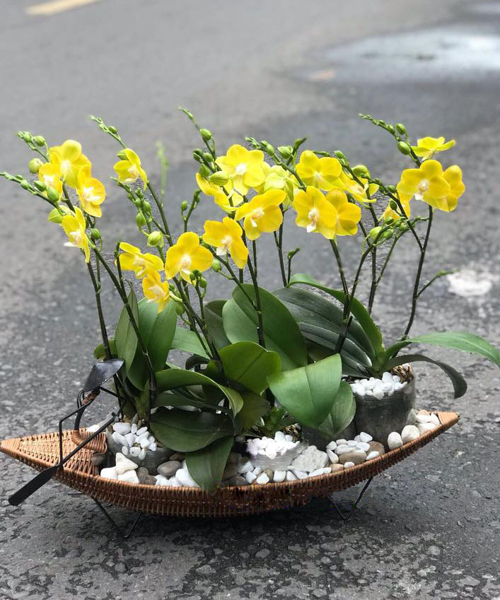 Lan hồ điệp vàng mini LHD25