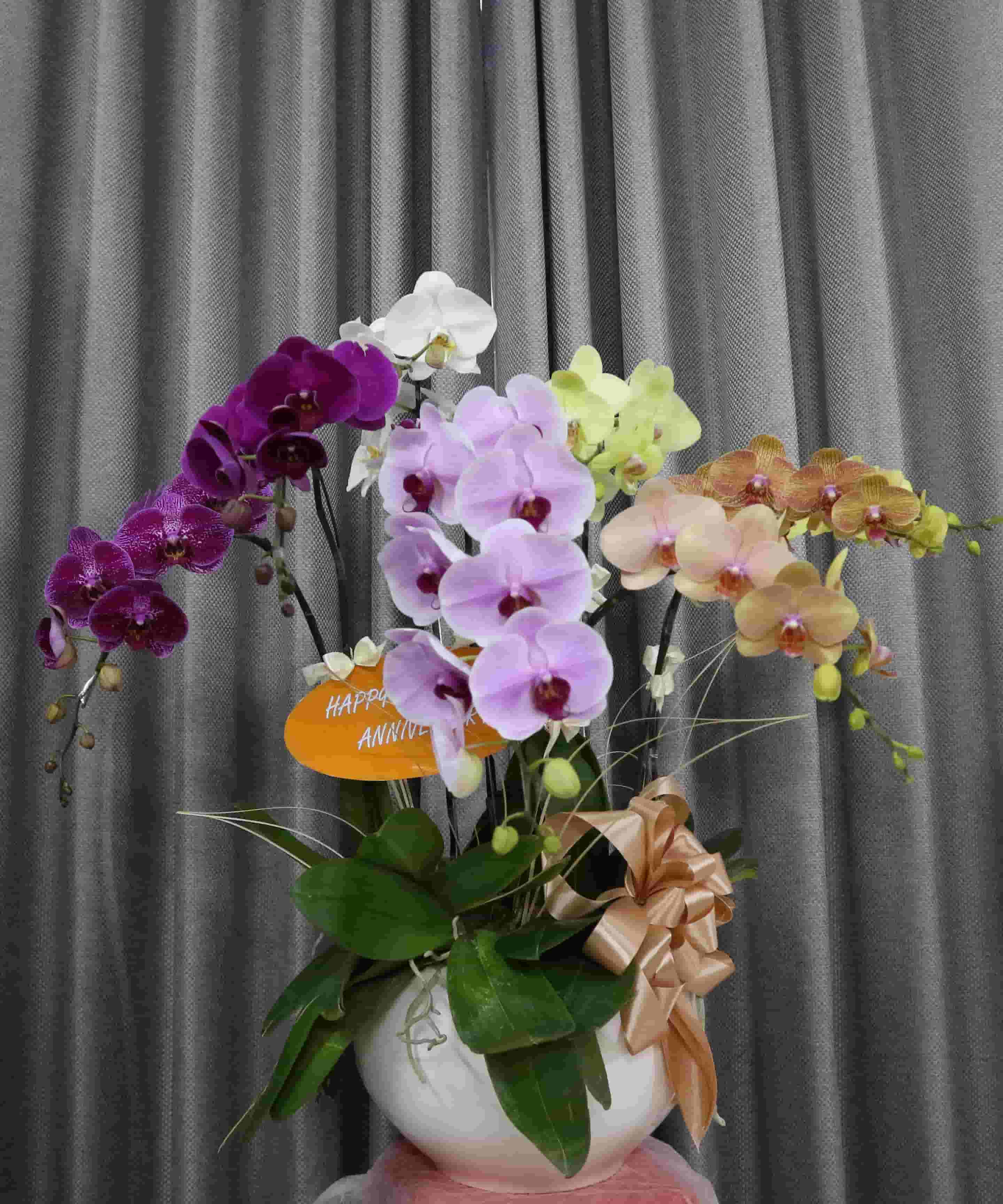 LAN HỒ ĐIỆP GIÁ RẺ NHẤT TPHCM