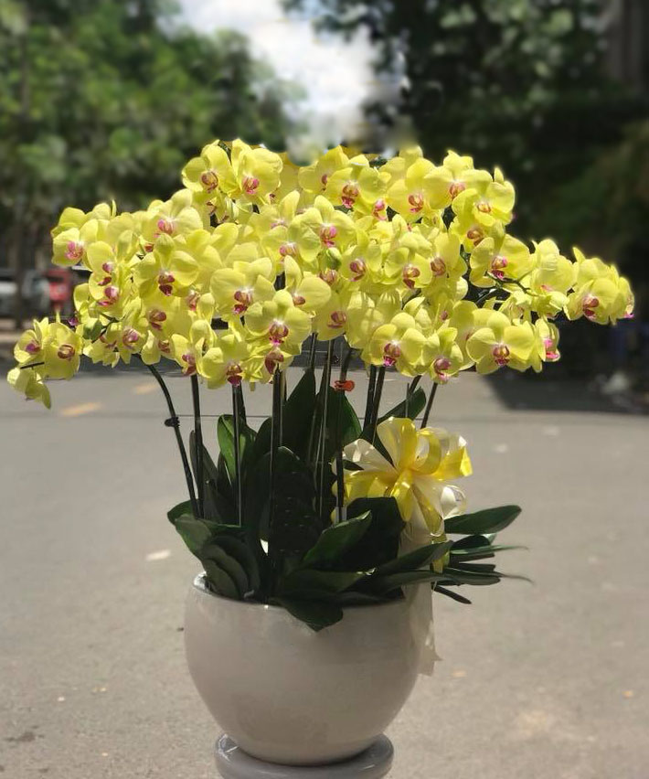 lan hồ điệp chậu đại LHD28