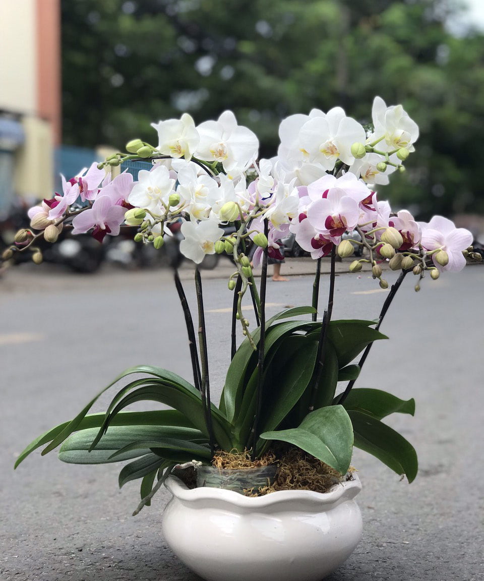 Bình lan hồ điệp LHD22