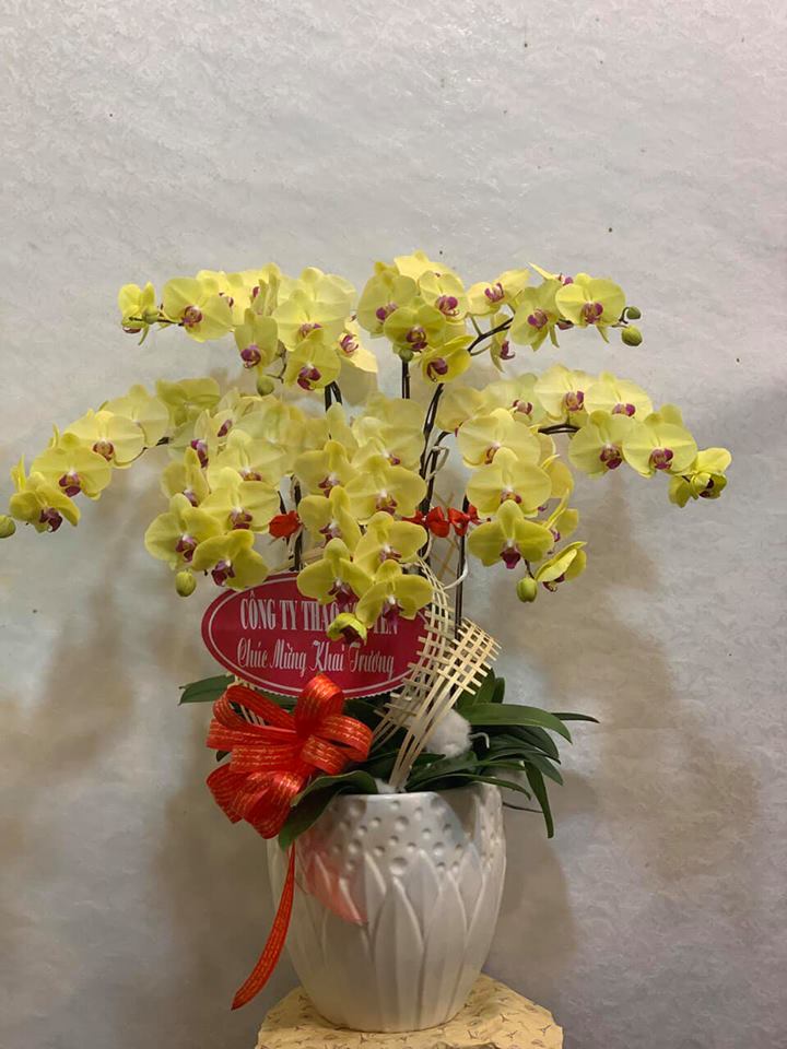 Chậu Lan Vàng LHD016