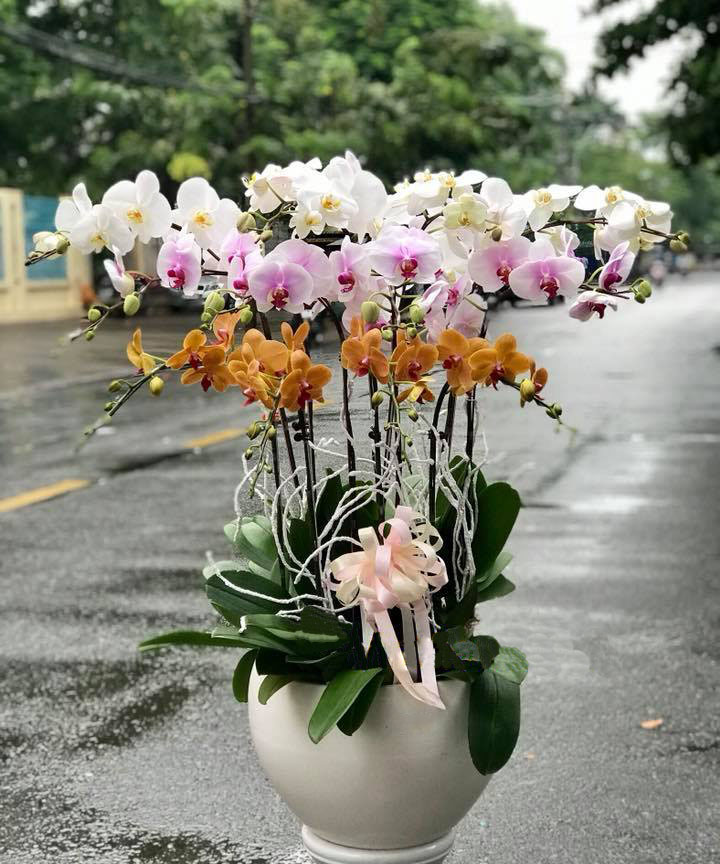 Lan hồ điệp mixx ba màu LHD30