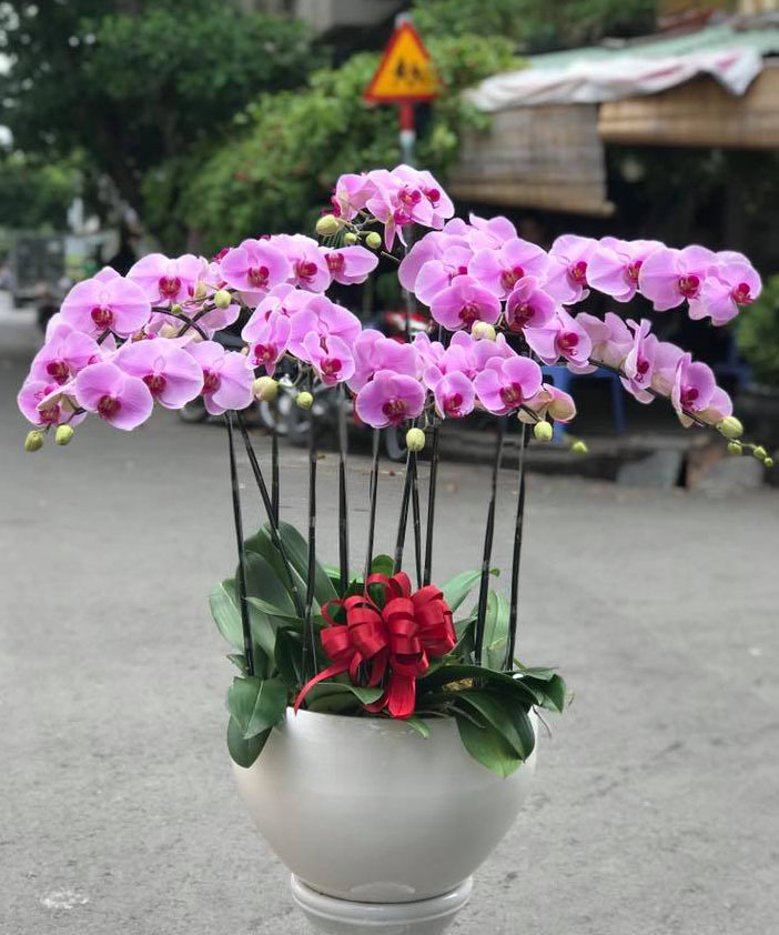 Chậu lan hồ điệp LHD27