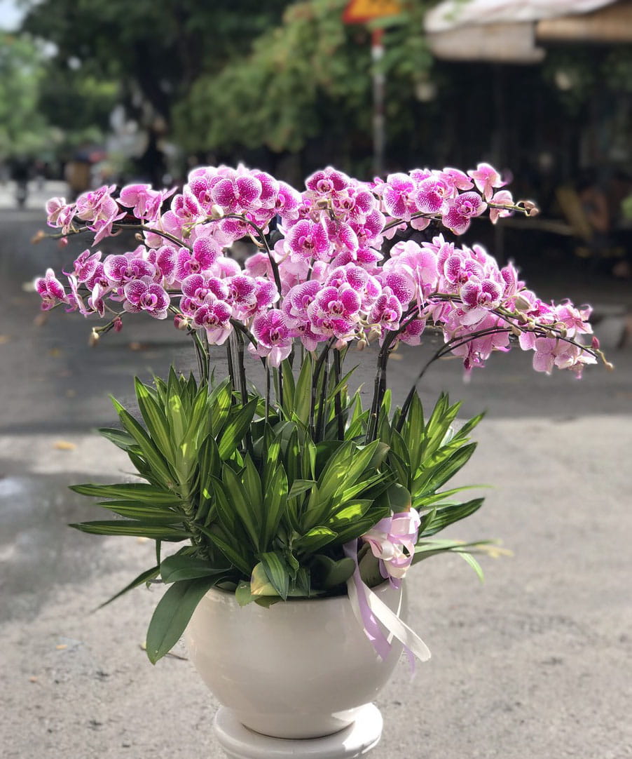 Chậu lan hồ điệp LHD019